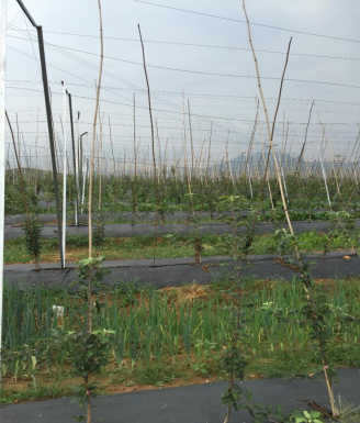 河北唐县1000亩苹果滴灌工程