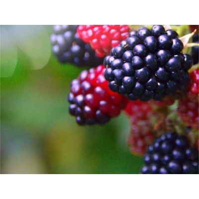 基质栽培为蓝莓种植提供了哪些优势？