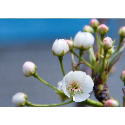 以色列太极TALGIL农业大田滴灌控制器 dream agrotatal