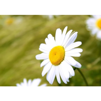 以色列TALGIL OASIS云端控制器